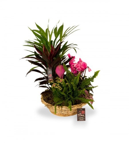 Panier De Plantes