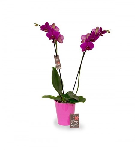 Orchidee - 2 branches avec cache pot