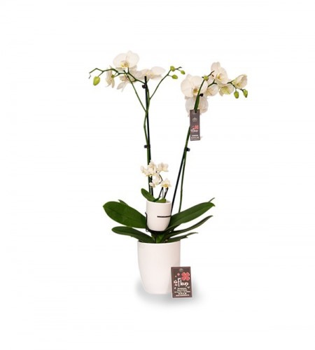 Orchidée maman bébé