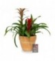 Coupe Guzmania