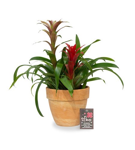 Coupe Guzmania