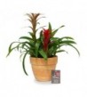 Coupe Guzmania