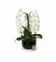 Coupe Orchidee