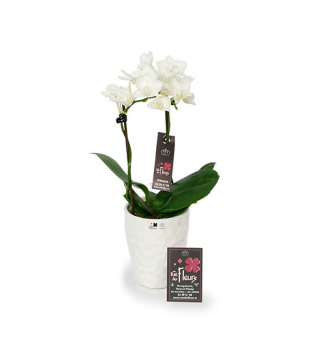 Mini orchidées et son cache pot