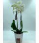 Phalaenopsis blanche 2 branches