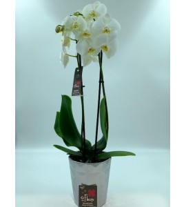 Phalaenopsis blanche 2 branches