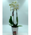 Phalaenopsis blanche 2 branches