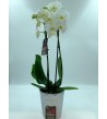 Phalaenopsis blanche 2 branches