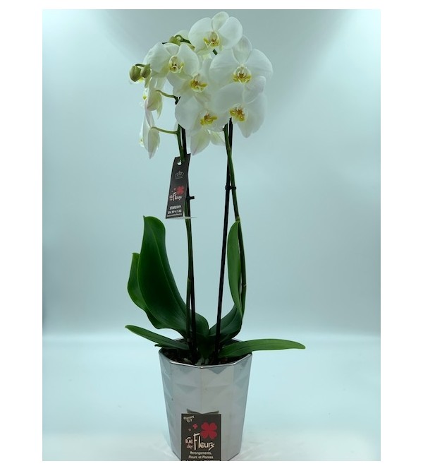 Orchidée Blanche(Phalaenopsis) 2 tiges avec cache pot – Donaliflor