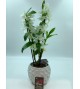Dendrobium et son cache pot