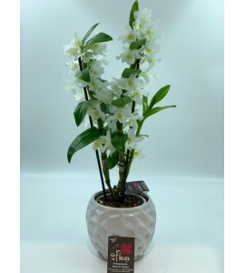 Dendrobium espalier et son cache pot