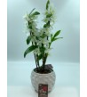 Dendrobium et son cache pot