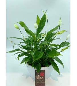 Spathiphyllum