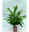Spathiphyllum