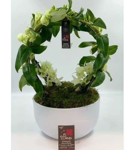 Coupe de dendrobium arche