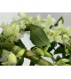 Coupe de dendrobium arche