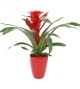 Guzmania et son cache pot