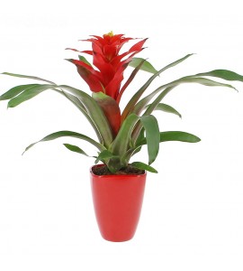 Guzmania et son cache pot