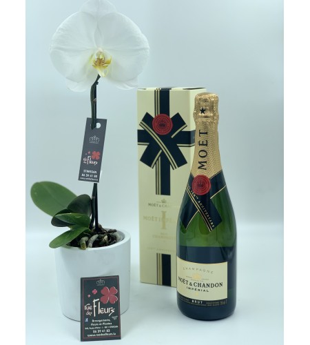 Orchidée Singolo et Champagne