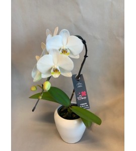 Mini orchidée cascade