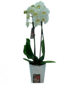Phalaenopsis blanche 2 branches