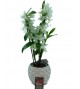 Dendrobium et son cache pot