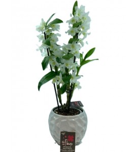 Dendrobium et son cache pot