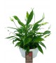 Spathiphyllum