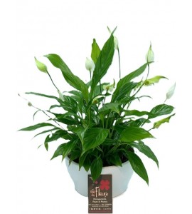Spathiphyllum